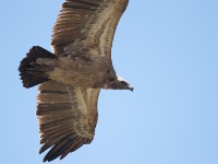 Rüppell's Vulture (Gyps rueppelli)