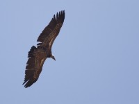 Rüppell's Vulture (Gyps rueppelli)