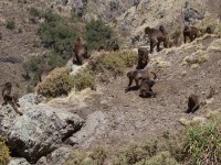 Gelada (Theropithecus gelada)