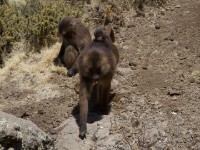 Gelada (Theropithecus gelada)