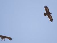 Tawny Eagle (Aquila rapax) Steppe Eagle (Aquila nipalensis)
