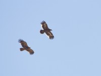 Tawny Eagle (Aquila rapax) Steppe Eagle (Aquila nipalensis)