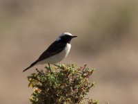 Pied Wheatear (Oenanthe pleschanka)