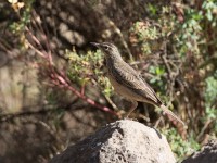 Long-billed Pipit (Anthus similis)