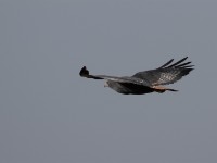 Augur Buzzard (Buteo augur)