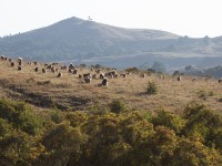 Gelada (Theropithecus gelada)