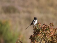 Northern Fiscal (Lanius humeralis)