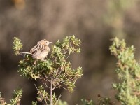 Ethiopian Cisticola (Cisticola lugubris)