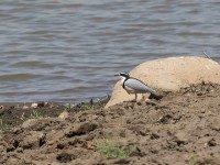 Egyptian Plover (Pluvianus aegyptius)