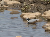 Egyptian Plover (Pluvianus aegyptius)