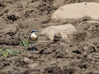 Egyptian Plover (Pluvianus aegyptius)