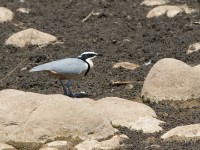 Egyptian Plover (Pluvianus aegyptius)