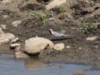 Namaqua Dove (Oena capensis)