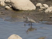 Common Sandpiper (Actitis hypoleucos)