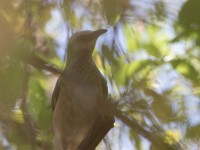 White-headed Babbler (Turdoides leucocephala)