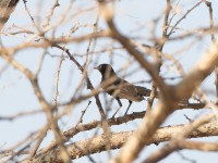 Black Scrub Robin (Cercotrichas podobe)