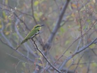 Green Bee-eater (Merops orientalis)