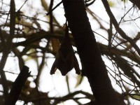 Yellow-winged Bat (Lavia frons)