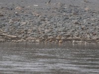 Four-banded Sandgrouse (Pterocles quadricinctus)