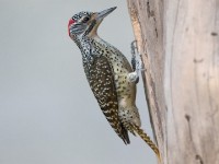 Nubian Woodpecker (Campethera nubica)