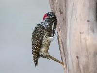 Nubian Woodpecker (Campethera nubica)