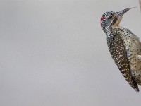 Nubian Woodpecker (Campethera nubica)