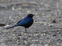 Rüppell's Starling (Lamprotornis purpuroptera)