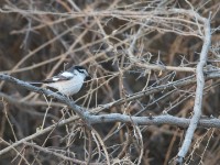 Masked Shrike (Lanius nubicus)