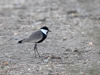 Spur-winged Lapwing (Vanellus spinosus)