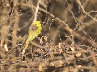 Green Bee-eater (Merops orientalis)