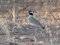 Black-headed Lapwing (Vanellus tectus)