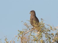 Brown Snake Eagle (Circaetus cinereus)