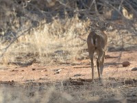 Oribi (Ourebia ourebi)