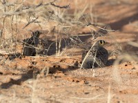 Lichtenstein's Sandgrouse (Pterocles lichtensteinii)