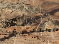 Lichtenstein's Sandgrouse (Pterocles lichtensteinii)