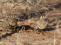 Lichtenstein's Sandgrouse (Pterocles lichtensteinii)