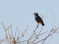 Chestnut-bellied Starling (Lamprotornis pulcher)