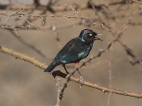 Chestnut-bellied Starling (Lamprotornis pulcher)