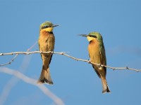 Little Bee-eater (Merops pusillus)