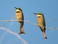 Little Bee-eater (Merops pusillus)