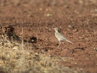 Tawny Pipit (Anthus campestris)