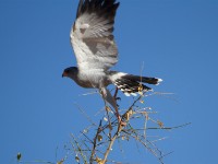 Dark Chanting Goshawk (Melierax metabates)