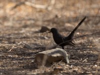 Black Scrub Robin (Cercotrichas podobe)