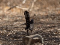 Black Scrub Robin (Cercotrichas podobe)