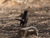 Black Scrub Robin (Cercotrichas podobe)