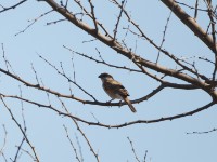 Northern Grey-headed Sparrow (Passer griseus)