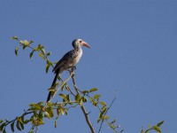 Northern Red-billed Hornbill (Tockus erythrorhynchus)