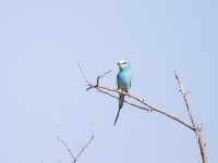 Abyssinian Roller (Coracias abyssinicus)