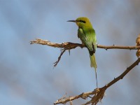 Green Bee-eater (Merops orientalis)