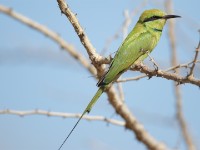 Green Bee-eater (Merops orientalis)